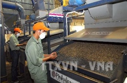 Tây Nguyên chủ yếu chế biến cà phê nhân theo công nghệ chế biến khô